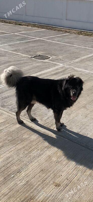 Кавказкая  овчарка ( Köpek) - Ашхабад - img 4