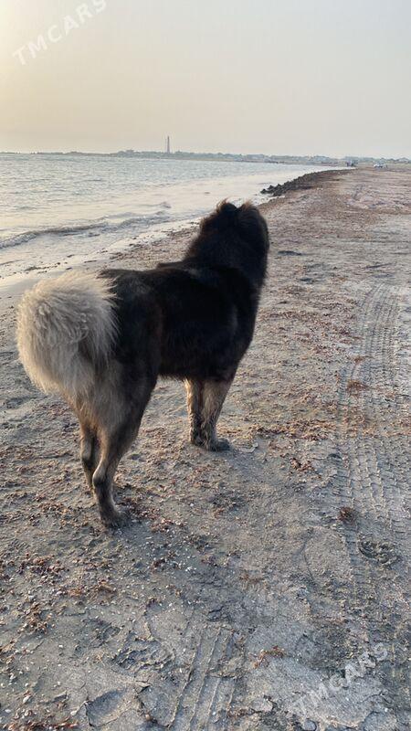 Кавказкая  овчарка ( Köpek) - Ашхабад - img 2