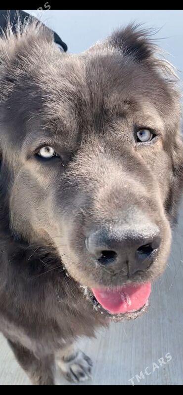 Кавказкая  овчарка ( Köpek) - Ашхабад - img 5