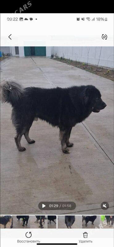 Кавказкая  овчарка ( Köpek) - Ашхабад - img 3