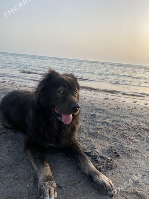 Кавказкая овчарка ( Köpek) - Ашхабад - img 1