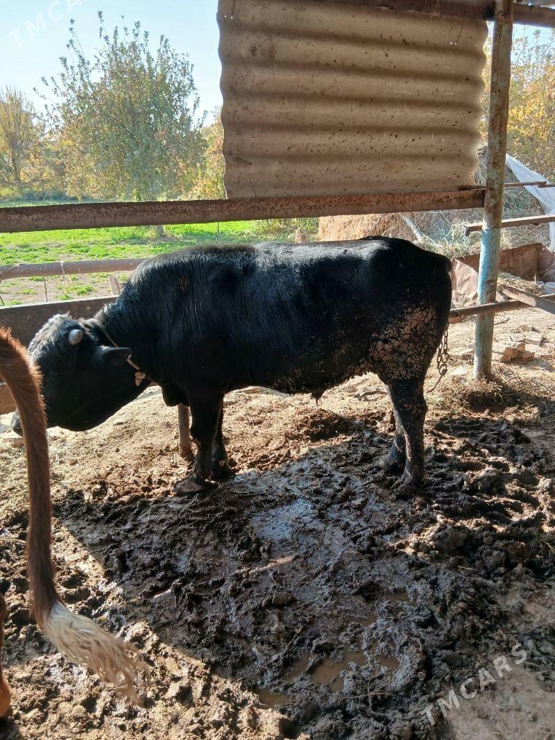 Bakym öküz - Sakarçäge - img 4