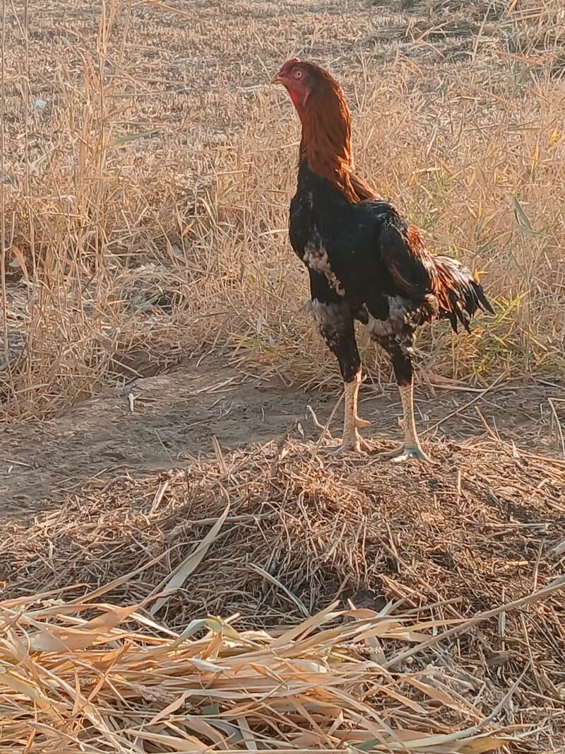 Daş horaz yaşyny dolduran - Gurbansoltan Eje - img 3