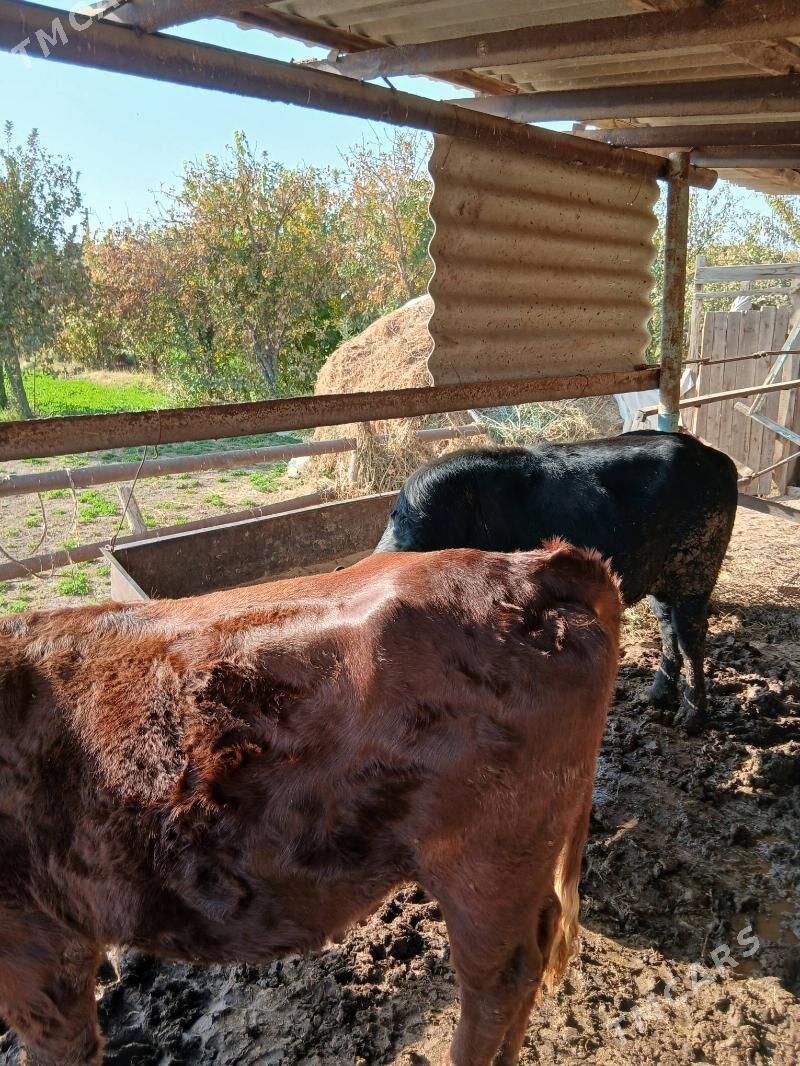 Bakym öküz - Sakarçäge - img 3