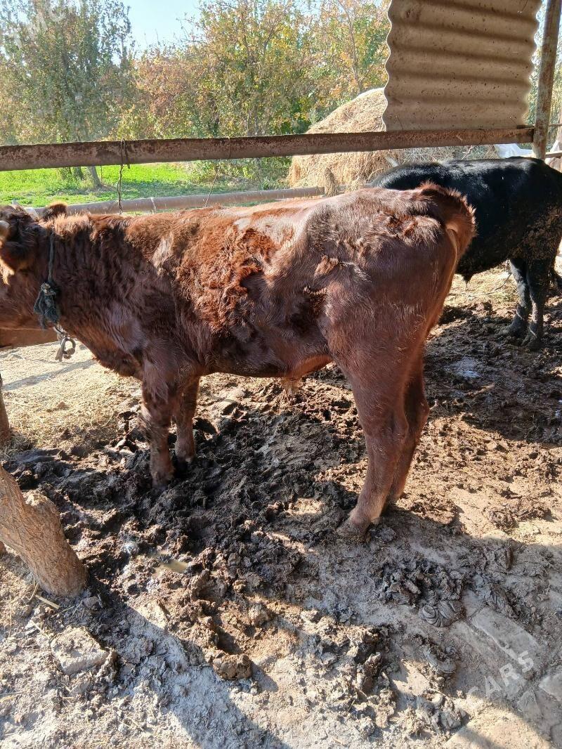 Bakym öküz - Sakarçäge - img 5