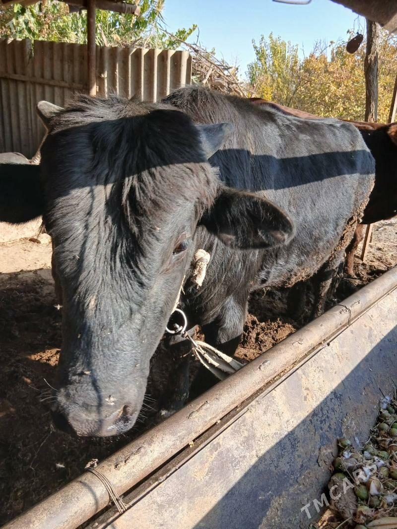 Bakym öküz - Sakarçäge - img 1