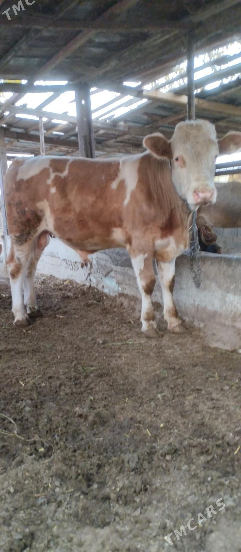 Öküz - Херрикгала - img 1