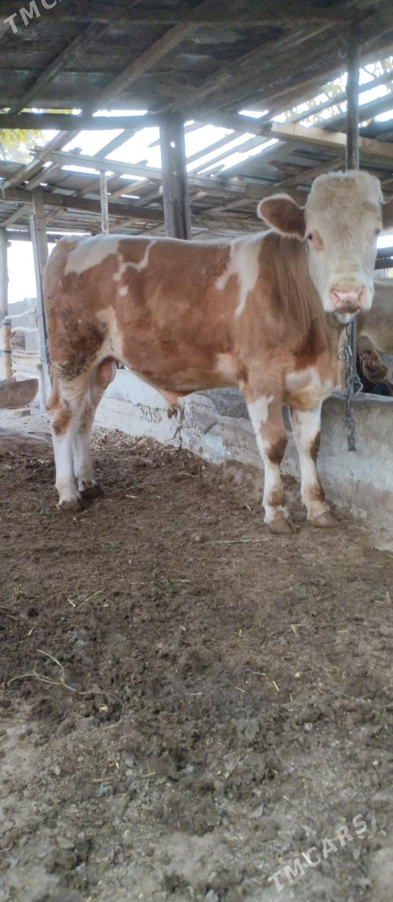 Öküz - Херрикгала - img 2