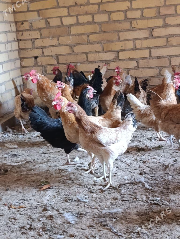 towuklar - Sakar - img 7