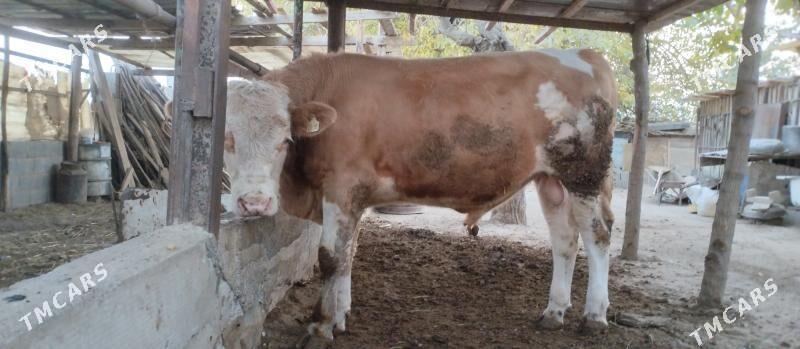 Öküz - Херрикгала - img 3