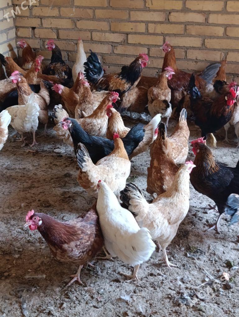 towuklar - Sakar - img 8