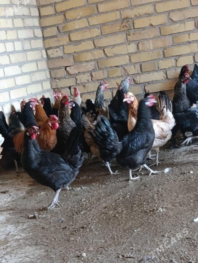 towuklar - Sakar - img 4