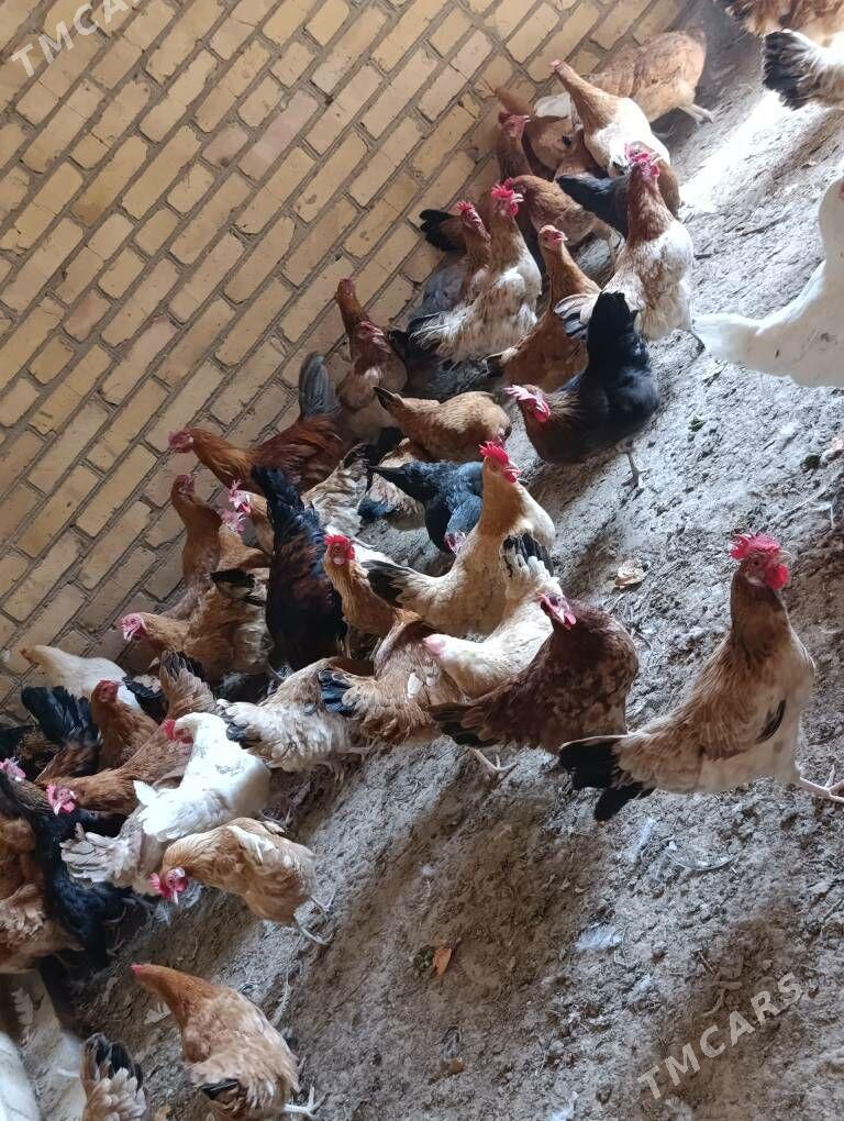 towuklar - Sakar - img 10