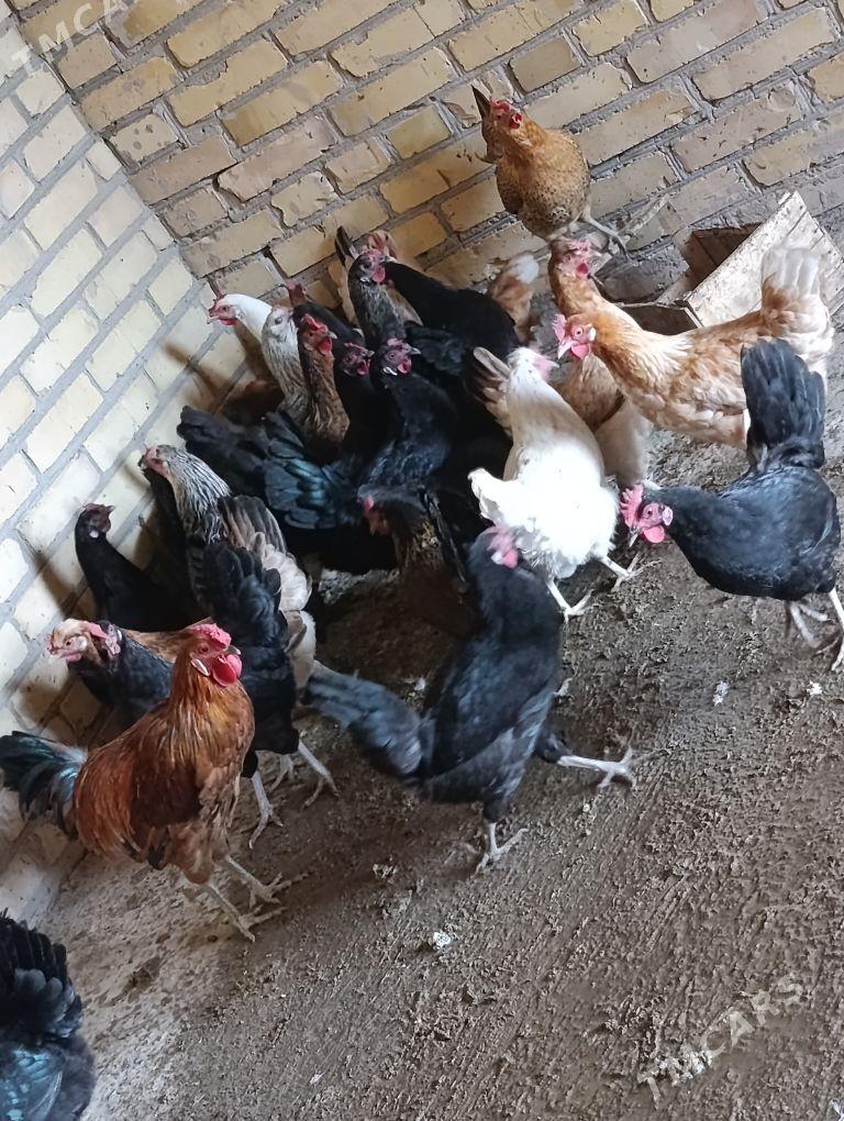 towuklar - Sakar - img 2