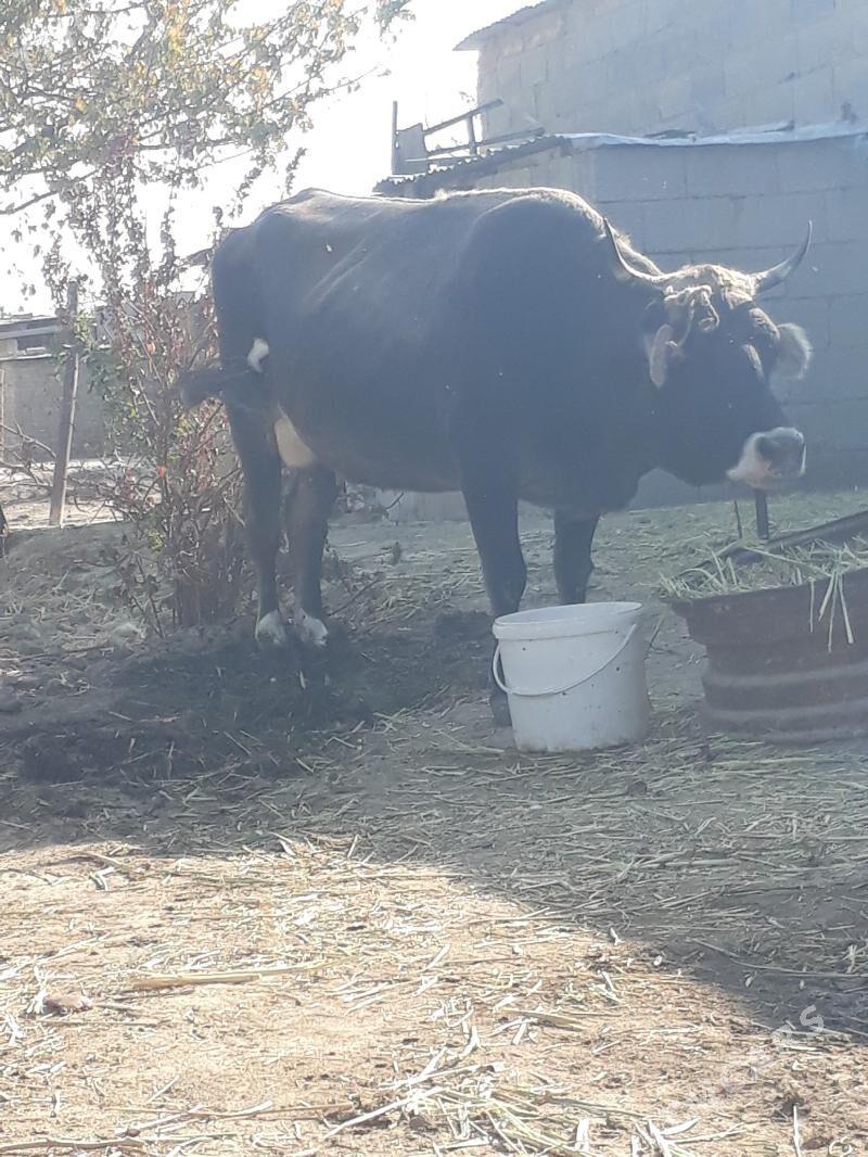 tohum goleli sygyr - Ak bugdaý etraby - img 2