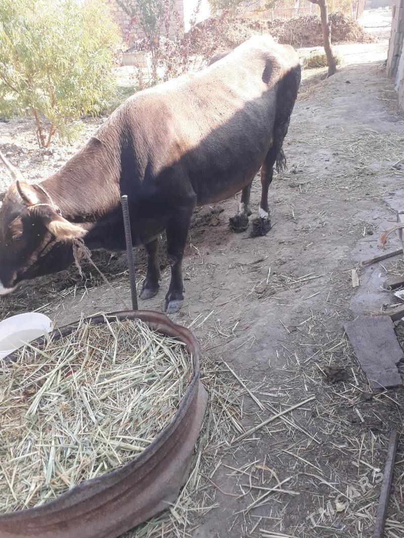 tohum goleli sygyr - Ak bugdaý etraby - img 5