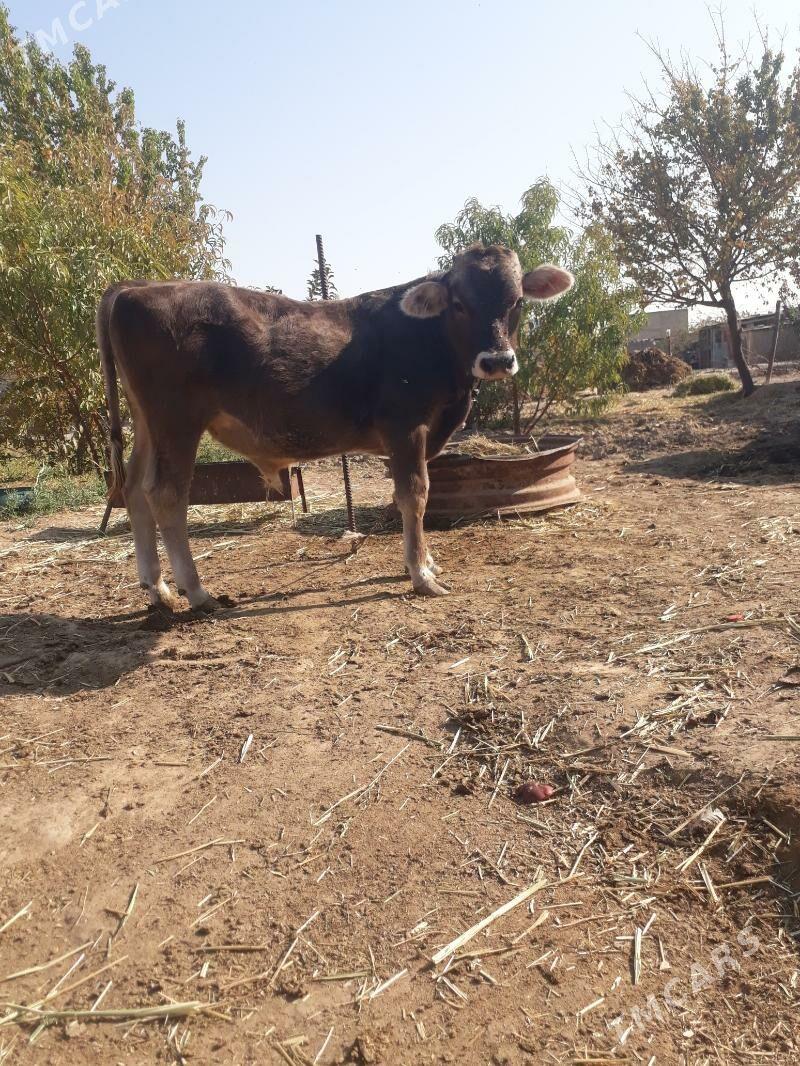 tohum goleli sygyr - Ak bugdaý etraby - img 4