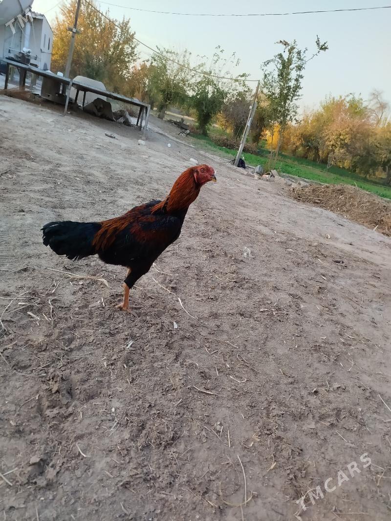 baysy - Туркменгала - img 2