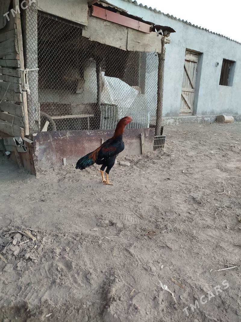 baysy - Туркменгала - img 1