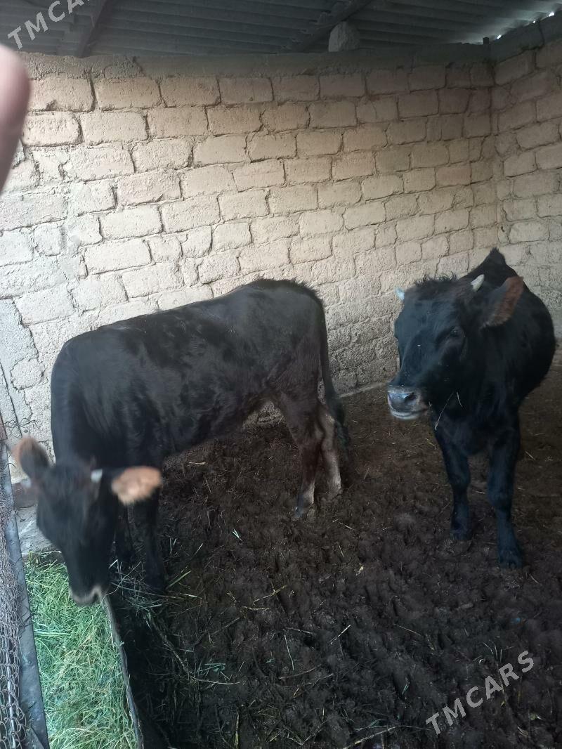 Tüwe - Ýaşlyk - img 2