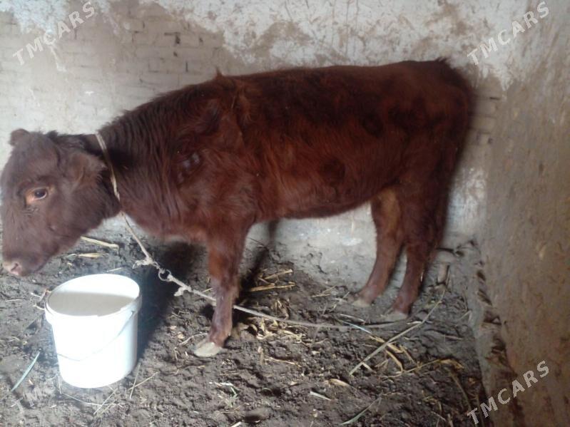 kelek - Кёнеургенч - img 2