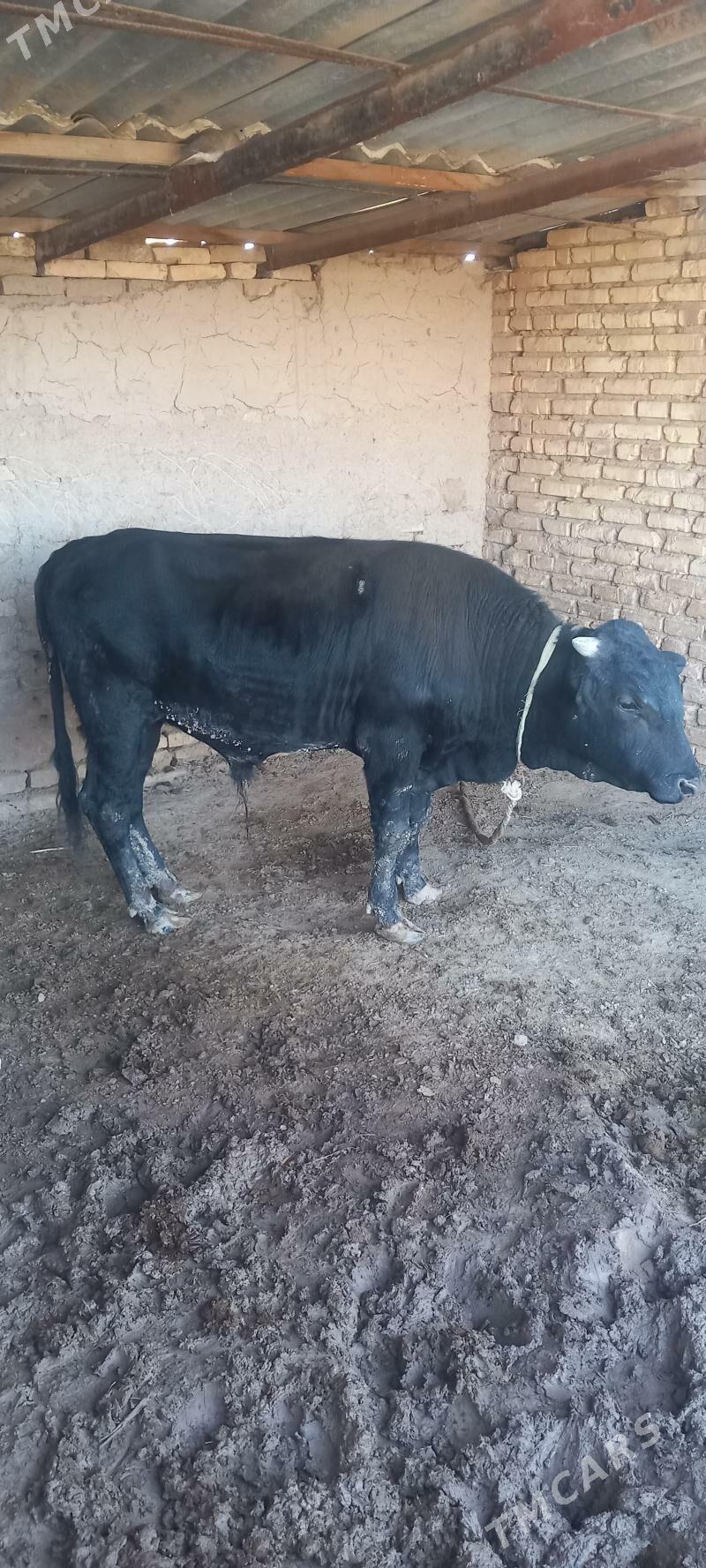 Bakylan okuz - Wekilbazar - img 2