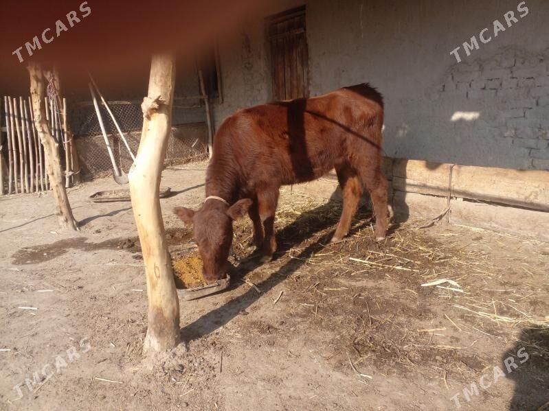 kelek - Кёнеургенч - img 3