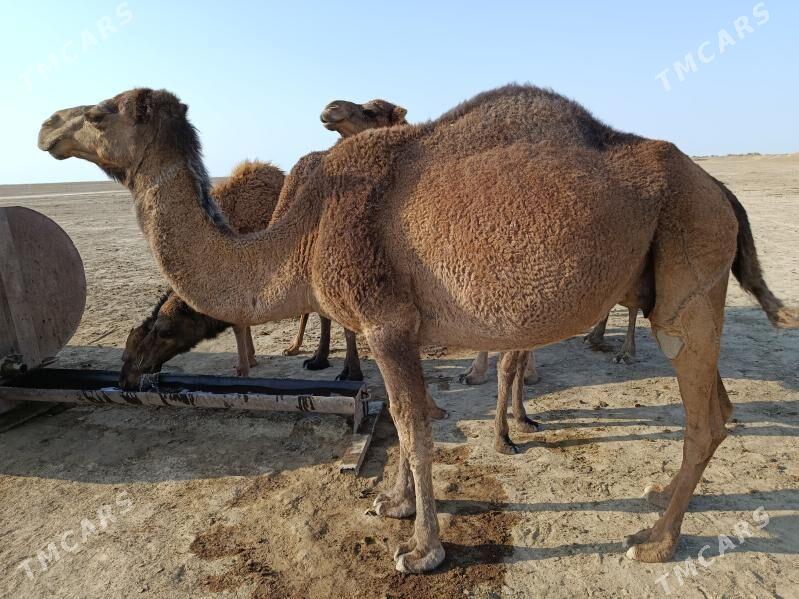 Dùýe torumly - Эсенгулы - img 3