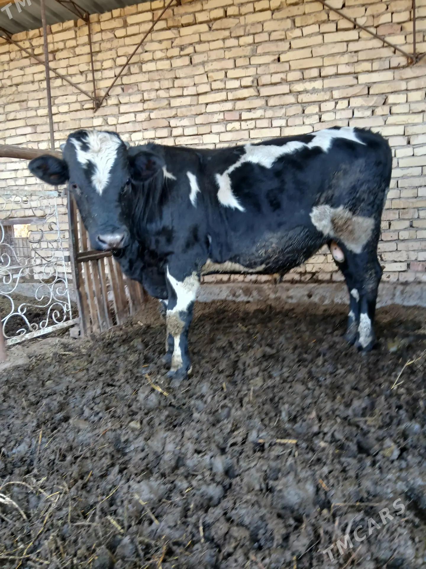 okuz - Çärjew - img 2