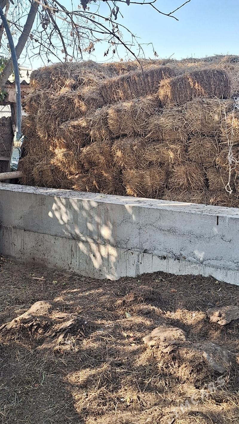 Saman - Гёкдепе - img 3