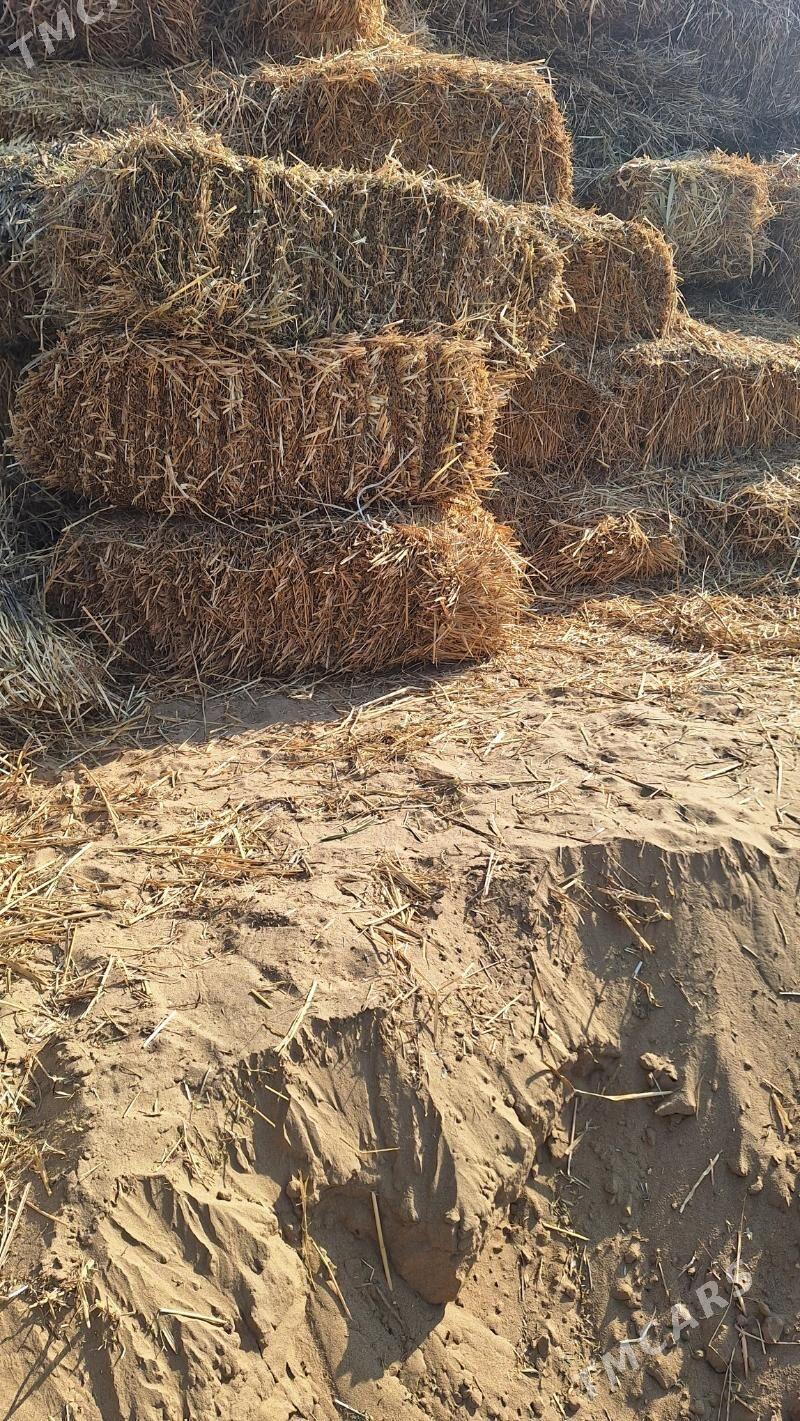 Saman - Гёкдепе - img 2