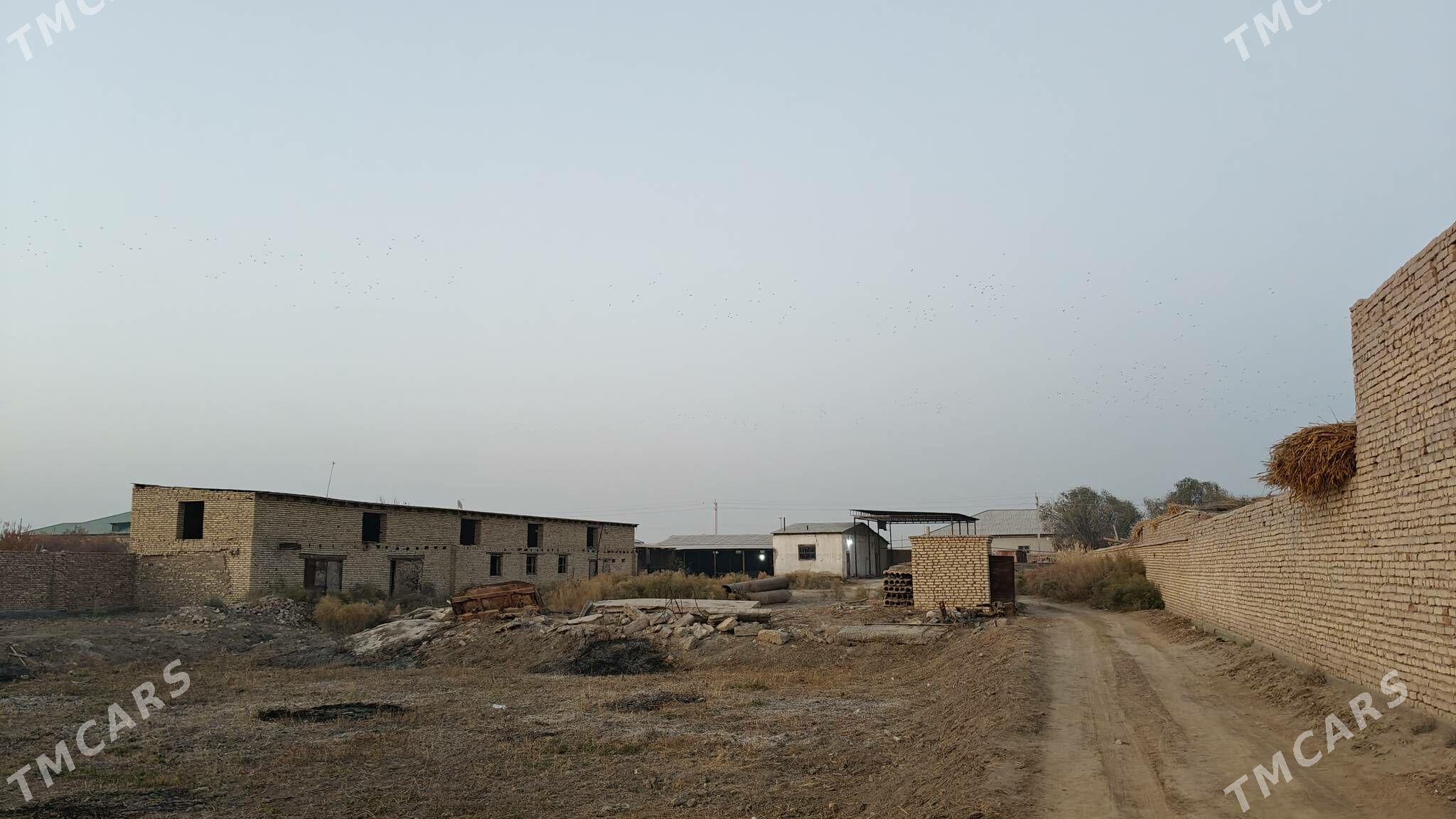 Ферма участка - Дашогуз - img 2