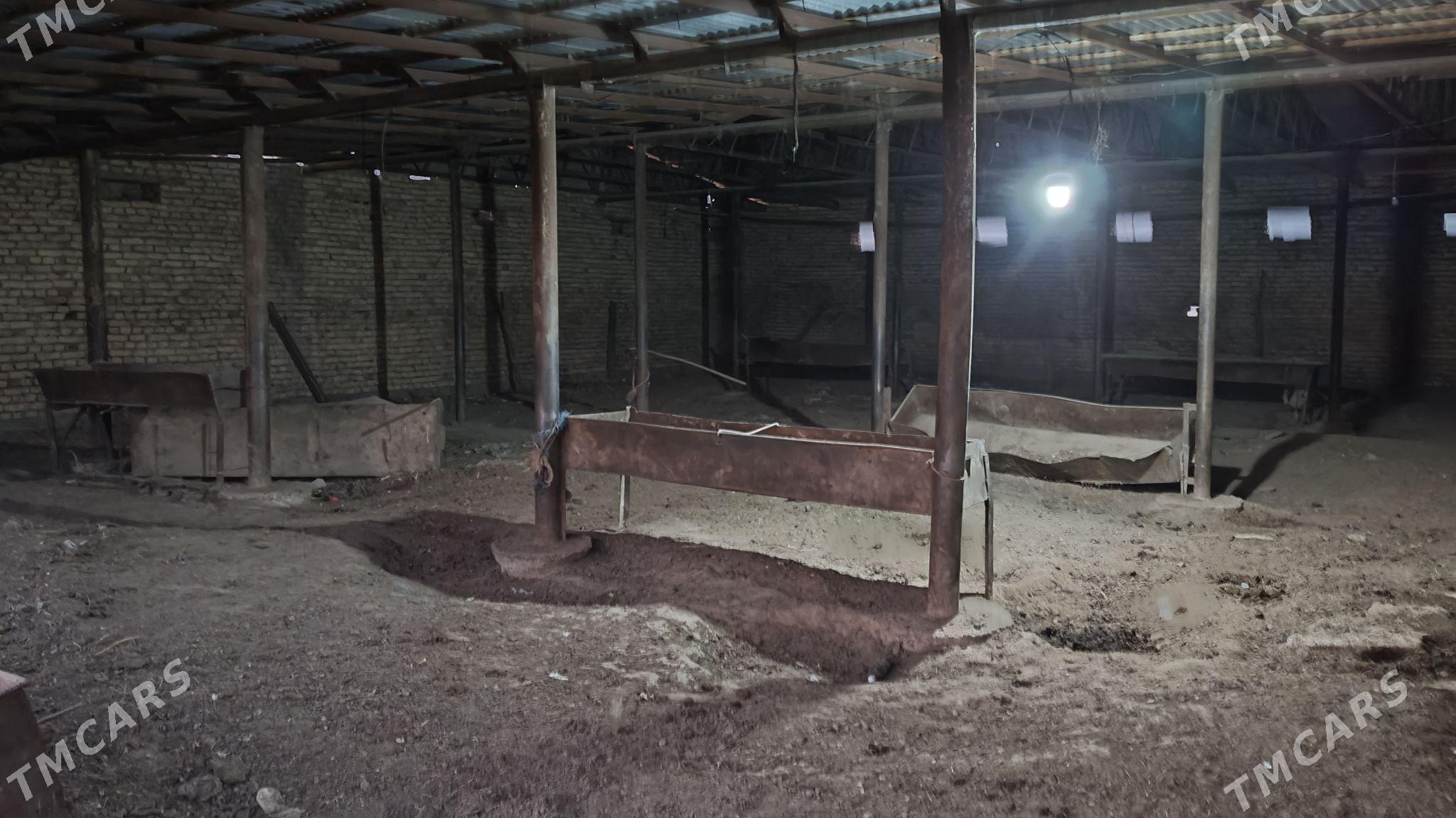 Ферма участка - Дашогуз - img 5