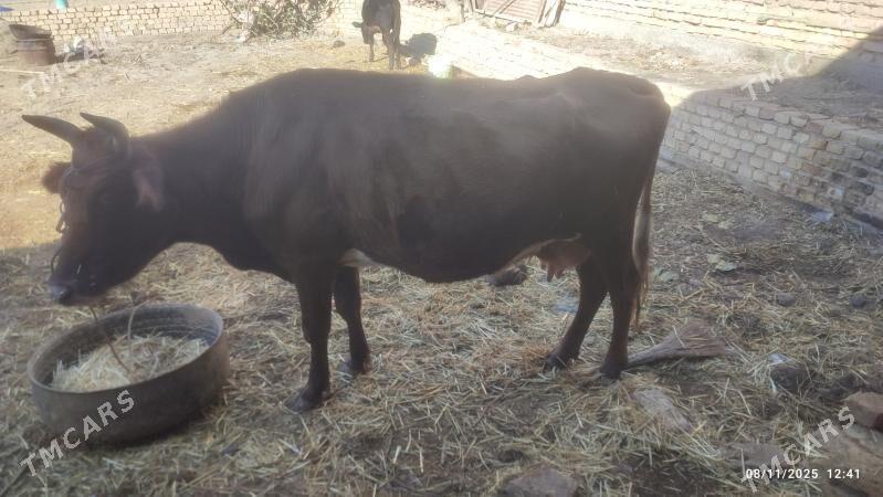 Sygyr ve öküz - Şabat etr. - img 1