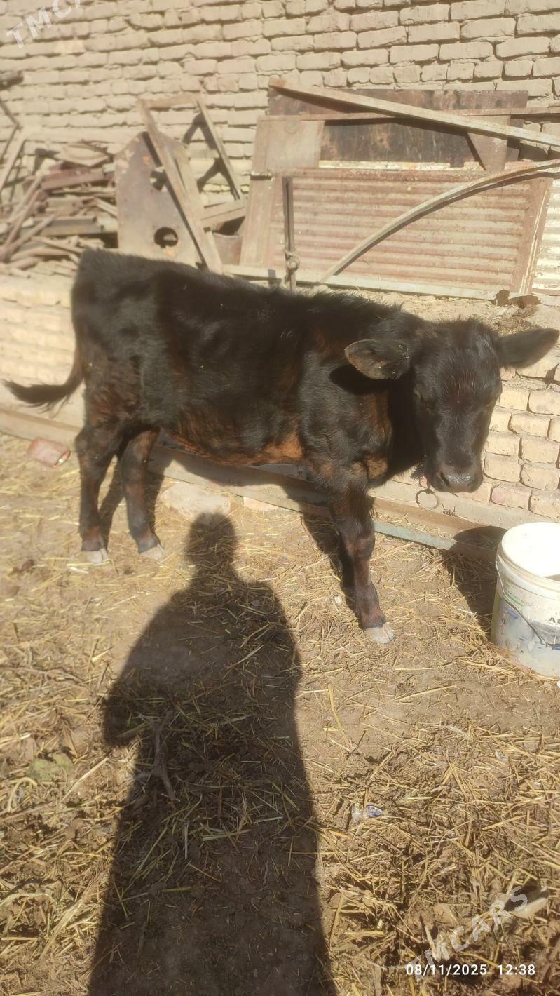 Sygyr ve öküz - Şabat etr. - img 2