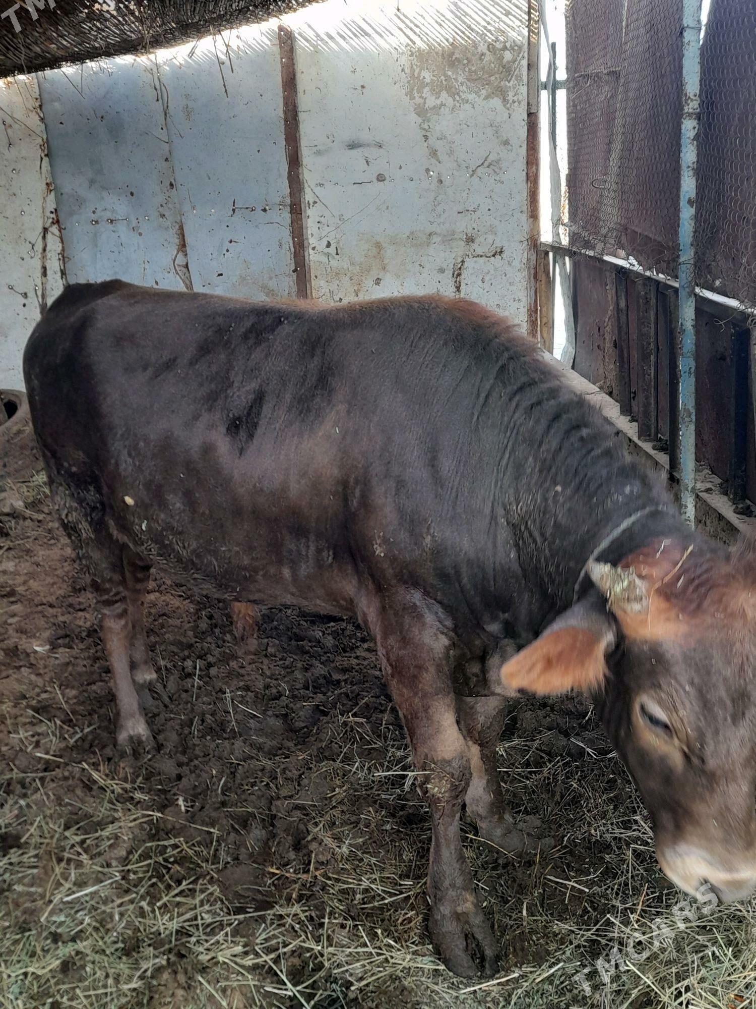 Öküz - Gökdepe - img 2