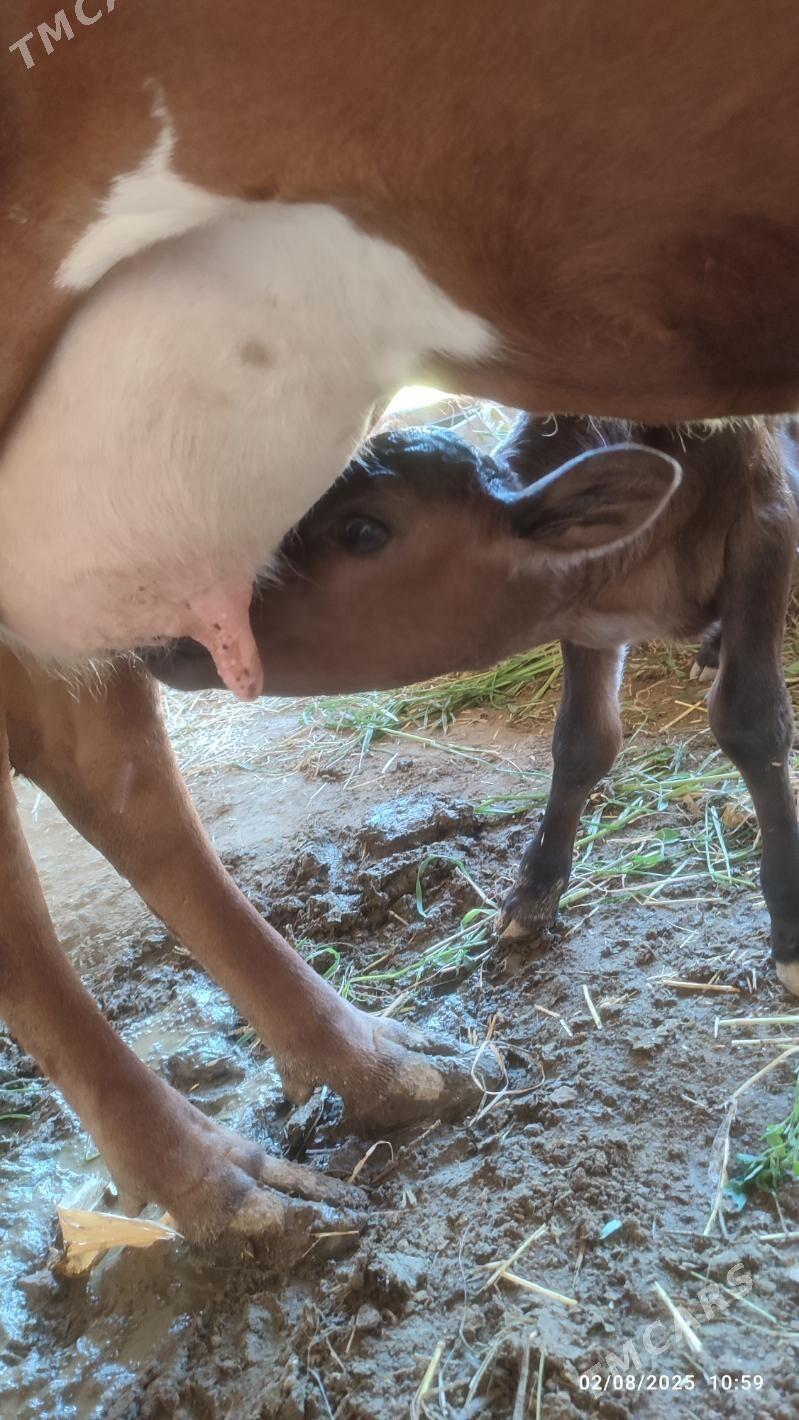 Sygyr ve öküz - Şabat etr. - img 4