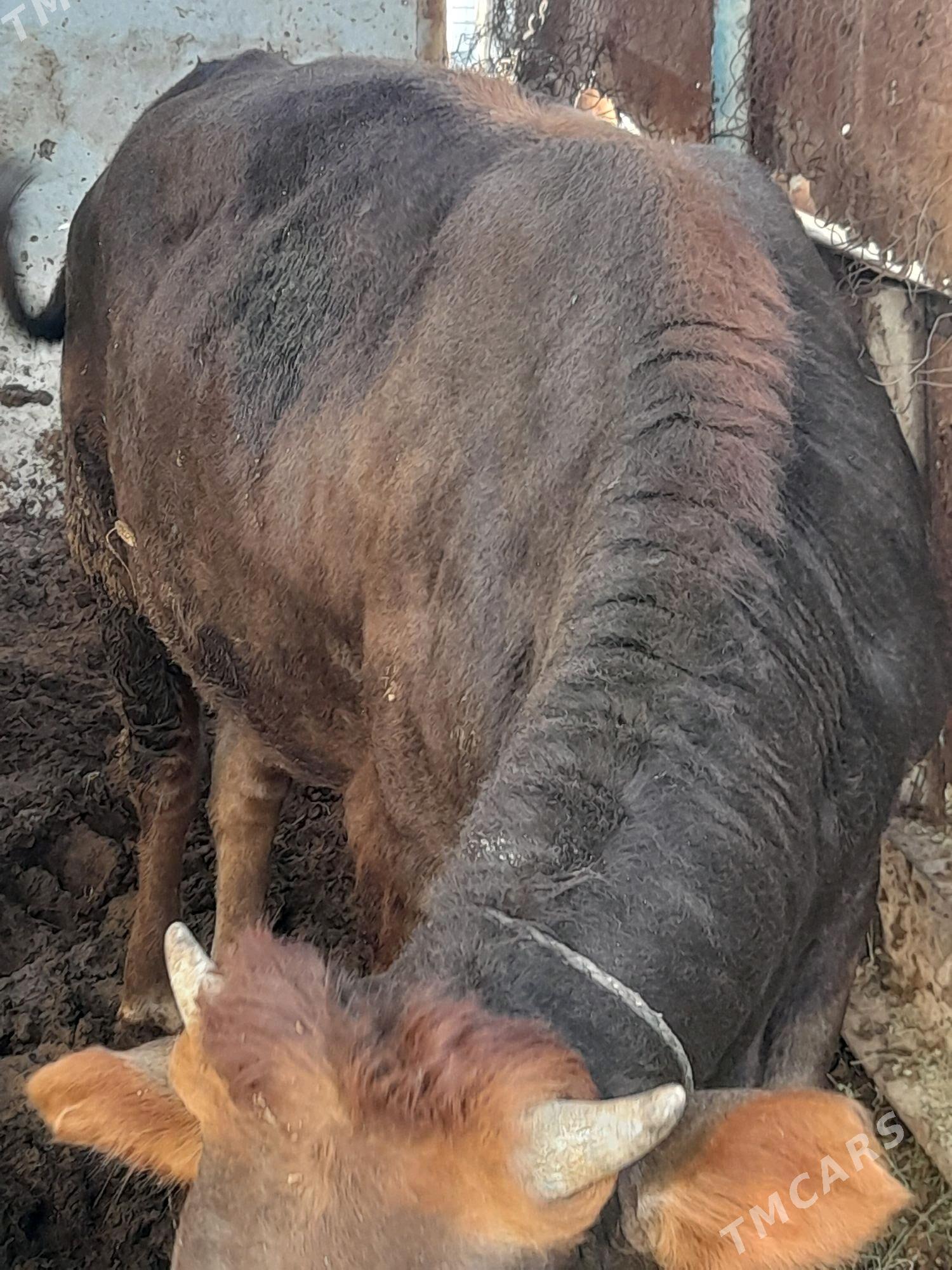 Öküz - Gökdepe - img 3