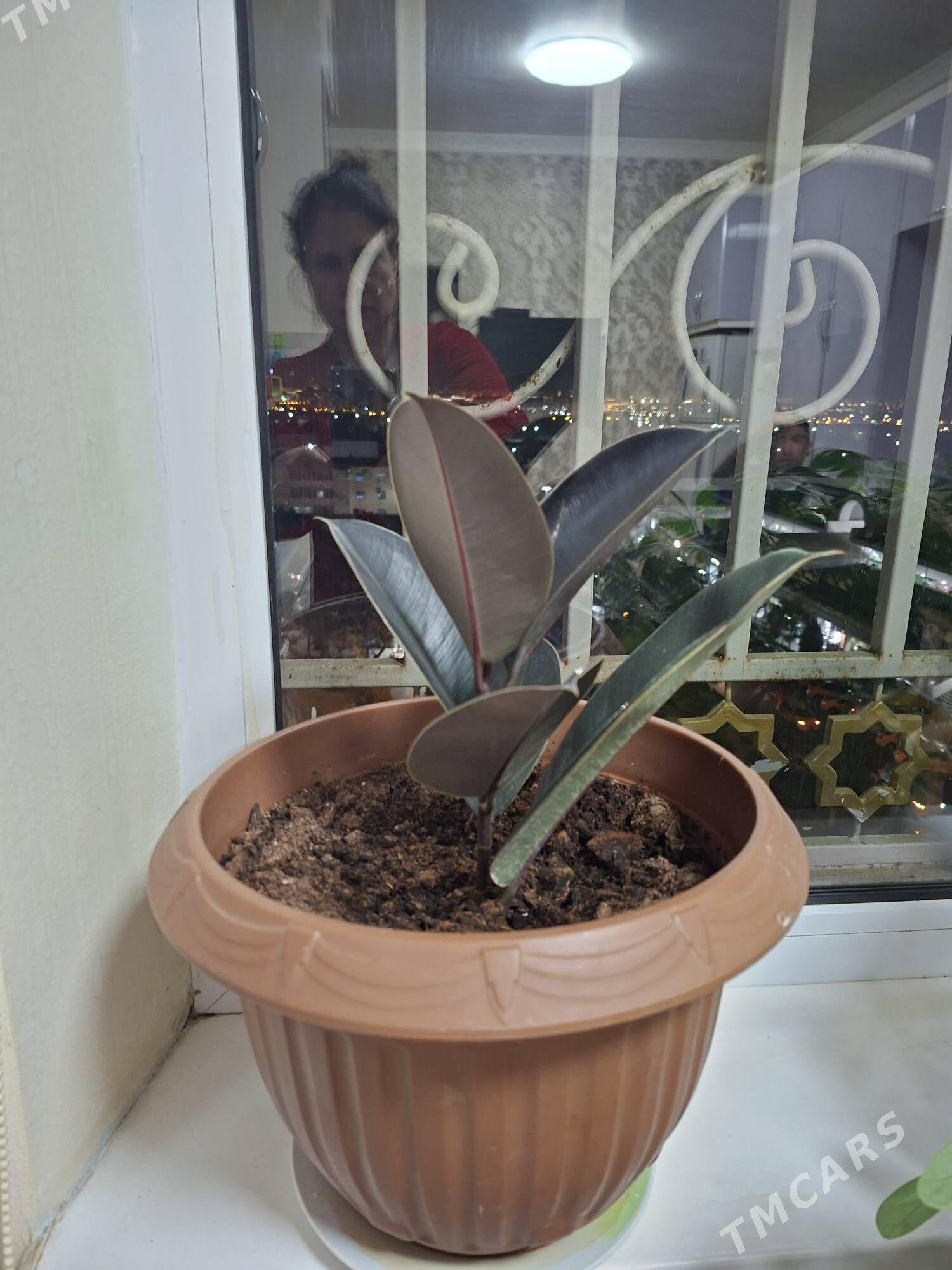 Ŏy Gulleri - Мир 2 - img 2