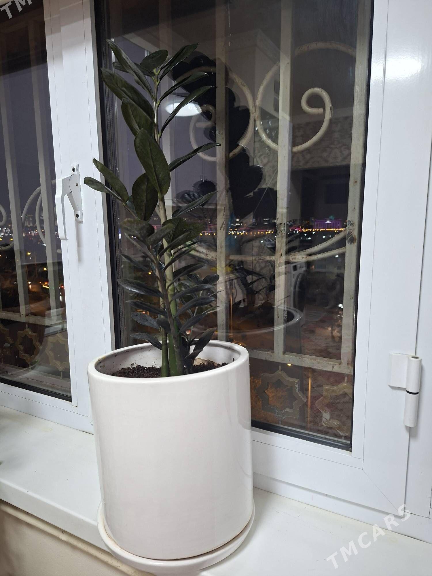 Ŏy Gulleri - Мир 2 - img 4