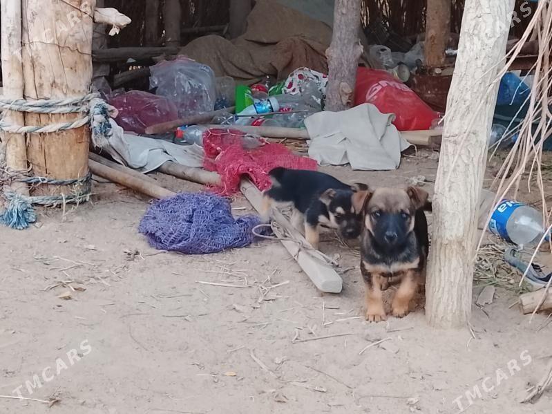 Ösmeýänçi gürjiler - Сакарчага - img 3