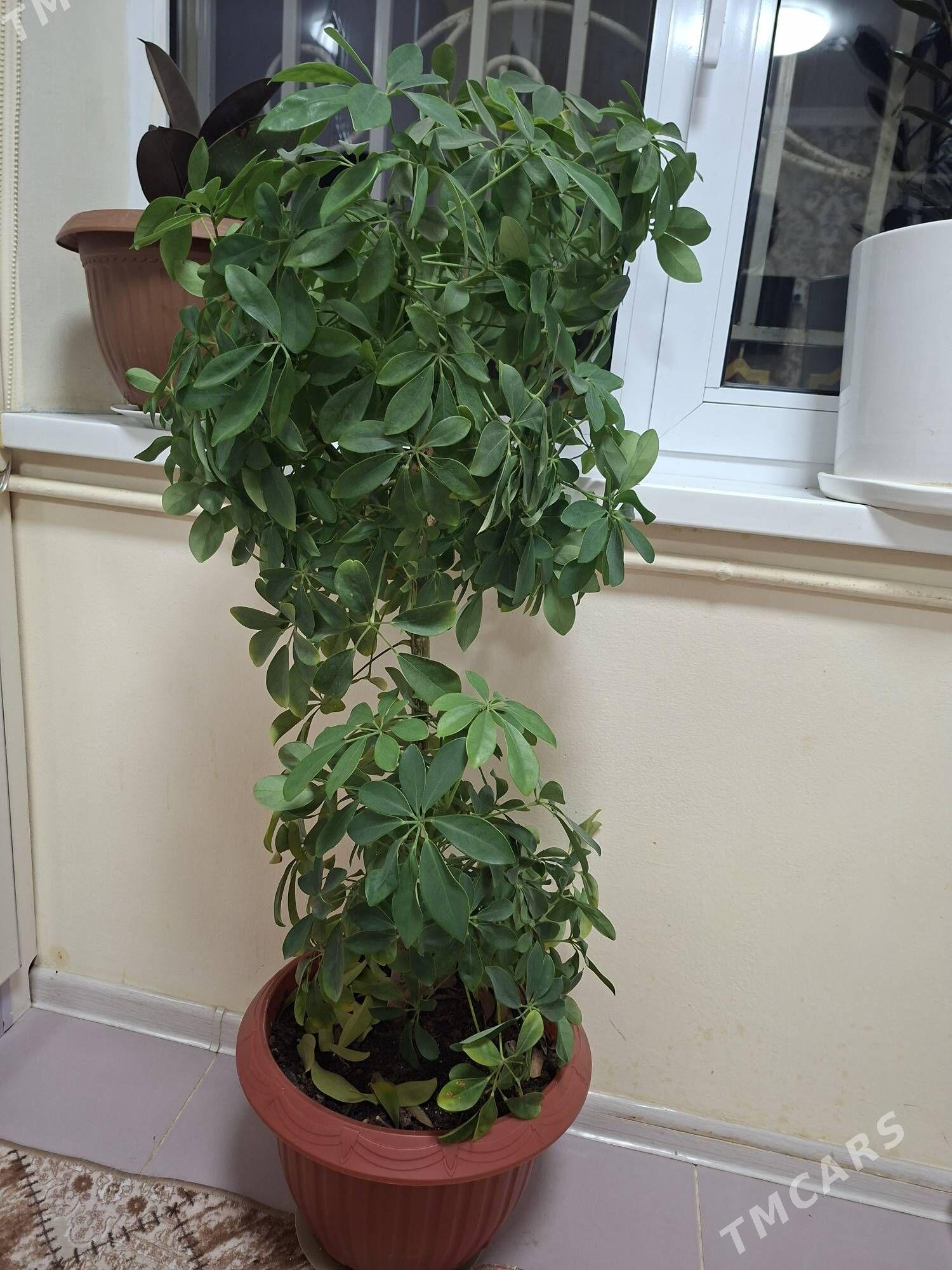 Ŏy Gulleri - Мир 2 - img 1