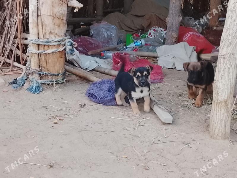 Ösmeýänçi gürjiler - Сакарчага - img 2