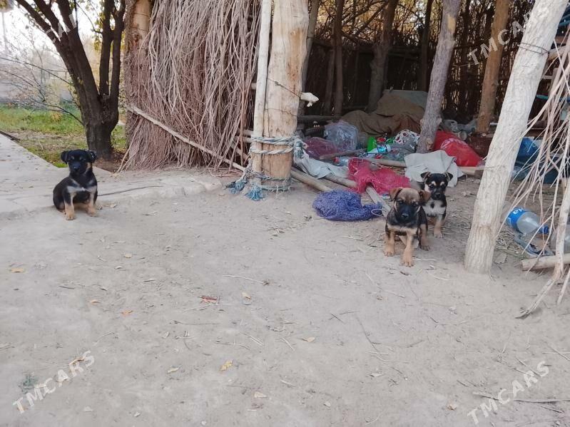 Ösmeýänçi gürjiler - Сакарчага - img 4