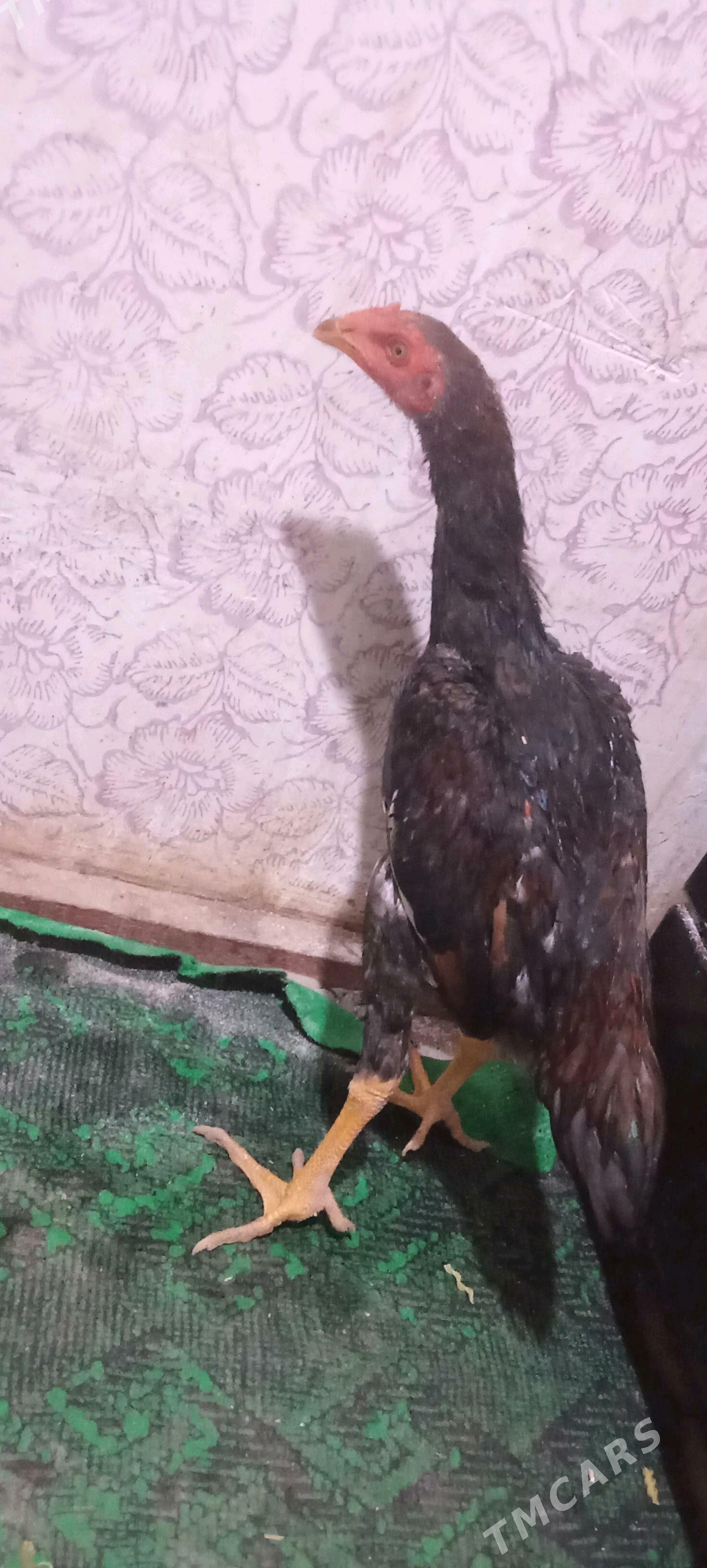 dekan juja - Şabat etr. - img 2