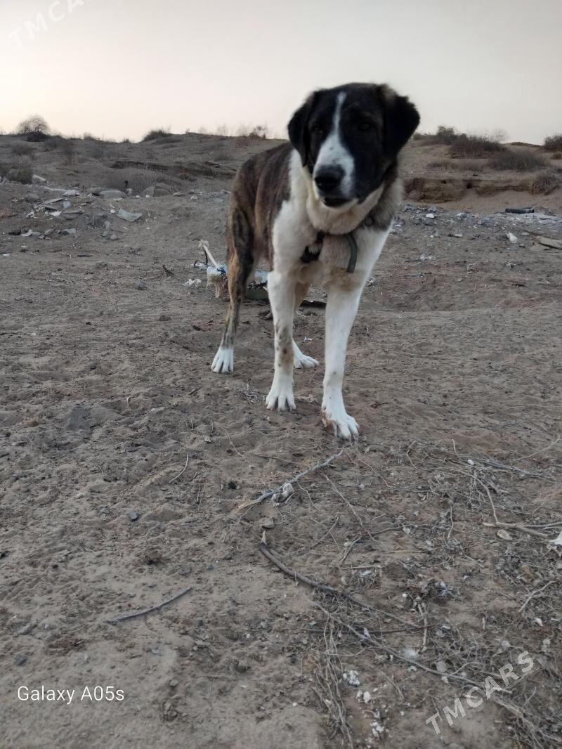 alabaý - Ашхабад - img 4