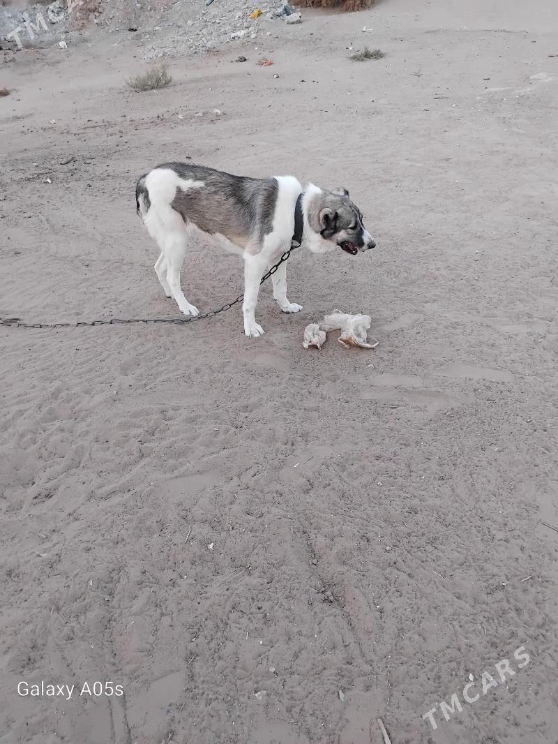 alabaý - Ашхабад - img 2