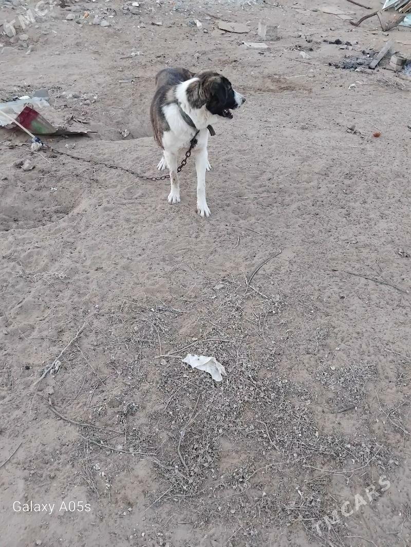 alabaý - Ашхабад - img 3