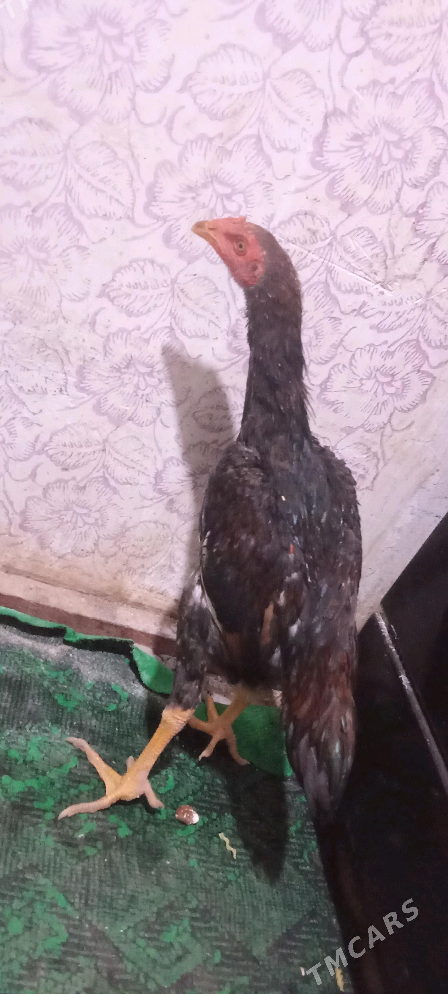 dekan juja - Şabat etr. - img 1