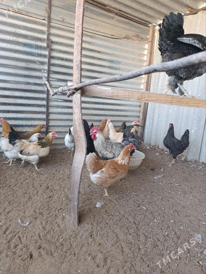 Towuk - Babadaýhan - img 3